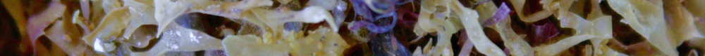 Carragenan islandsk mos